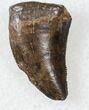 Serrated Theropod Tooth - Two Medicine Formation #17575-1